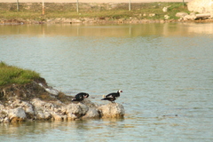 Cairina moschata domestica
