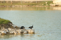 Cairina moschata domestica