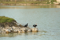 Cairina moschata domestica