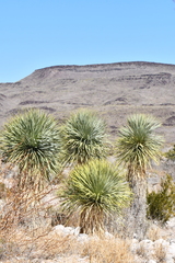 Yucca rostrata