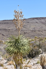 Yucca rostrata