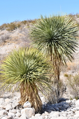 Yucca rostrata