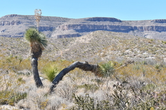 Yucca rostrata