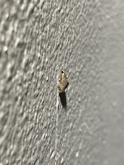 Eoparargyractis irroratalis