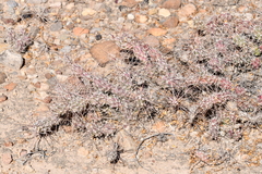 Grusonia grahamii