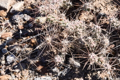 Grusonia grahamii