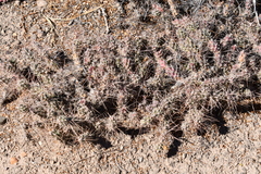 Grusonia grahamii