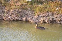 Podilymbus podiceps