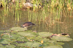 Podilymbus podiceps