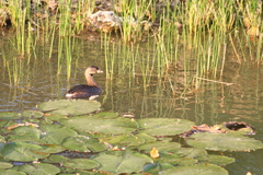 Podilymbus podiceps