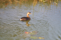 Podilymbus podiceps