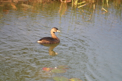 Podilymbus podiceps