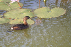 Podilymbus podiceps