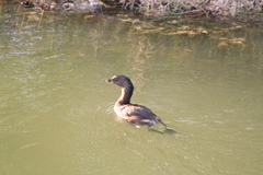 Podilymbus podiceps