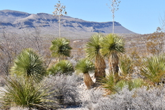 Yucca rostrata