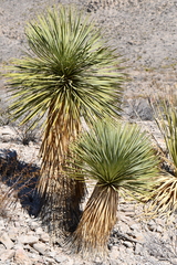 Yucca rostrata