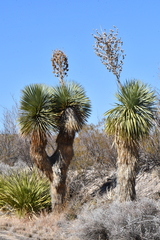 Yucca rostrata