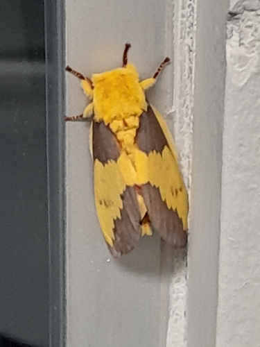 Citheronia laocoon