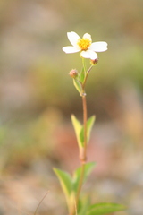 Bidens