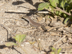 Ameiva bifrontata