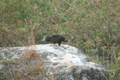 Coragyps atratus