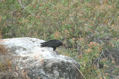 Coragyps atratus