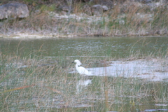 Egretta thula
