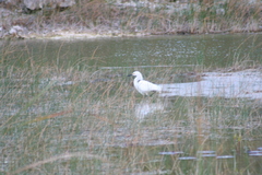 Egretta thula