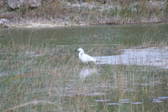 Egretta thula