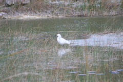 Egretta thula