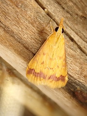 Hyalorista