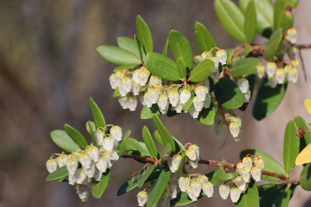 climbing fetterbush