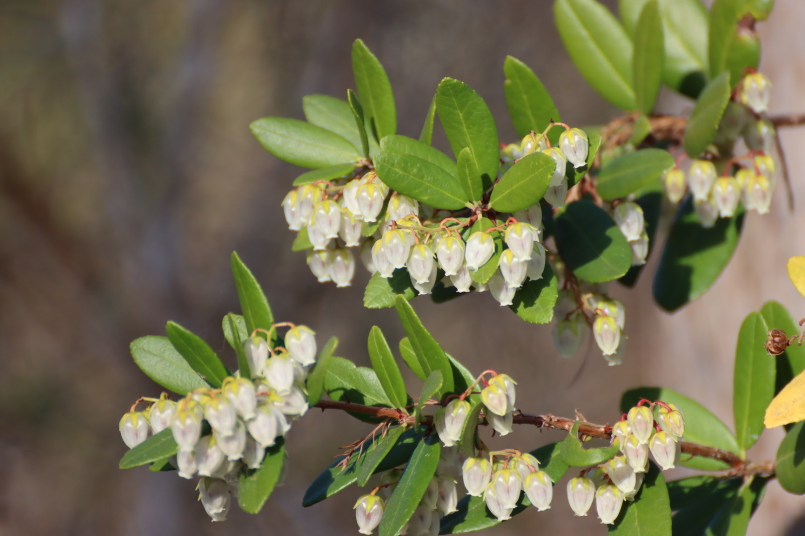 Pieris phillyreifolia