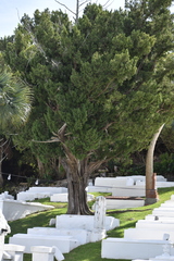Juniperus bermudiana