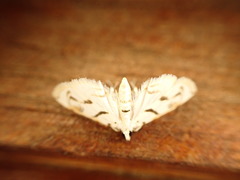 Neurophyseta