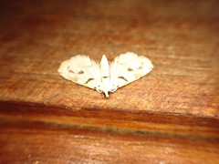 Neurophyseta