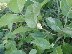 Annona calophylla