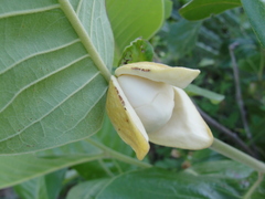 Annona calophylla