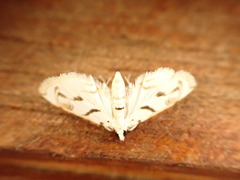 Neurophyseta