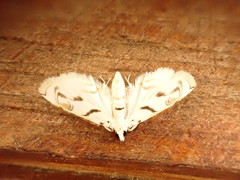 Neurophyseta
