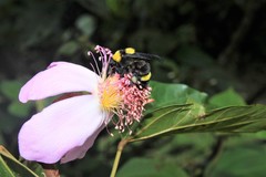 Bombus transversalis