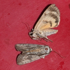 Catocala clintonii
