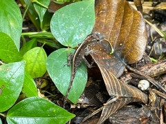 Anolis