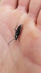 Sarosesthes fulminans