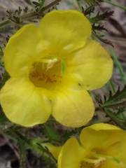 Aureolaria pectinata