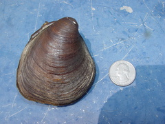 Pleurobema plenum