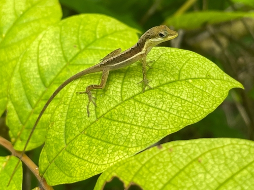 Krug's Anole (Anolis krugi)