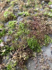 Ulva californica