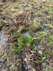 Ulva californica