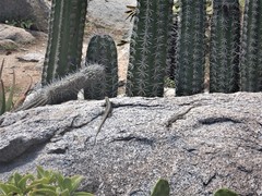 Cnemidophorus arubensis